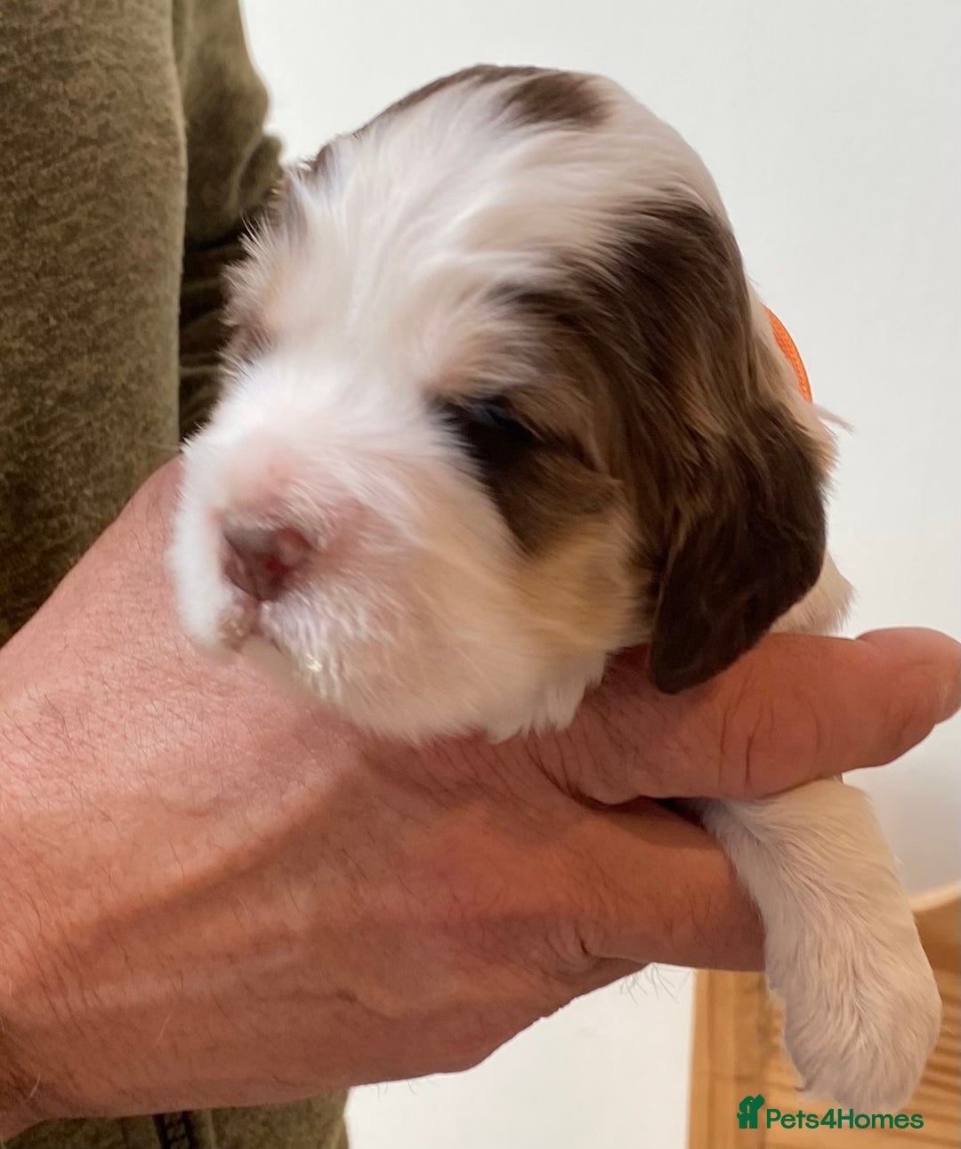 Cocker Spaniel dogs for sale: Adorable show cocker spaniels - Image 8