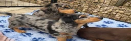 Dachshund dogs for sale: 1 KC Standard Long Haired Dachshund Puppies - Advert 4