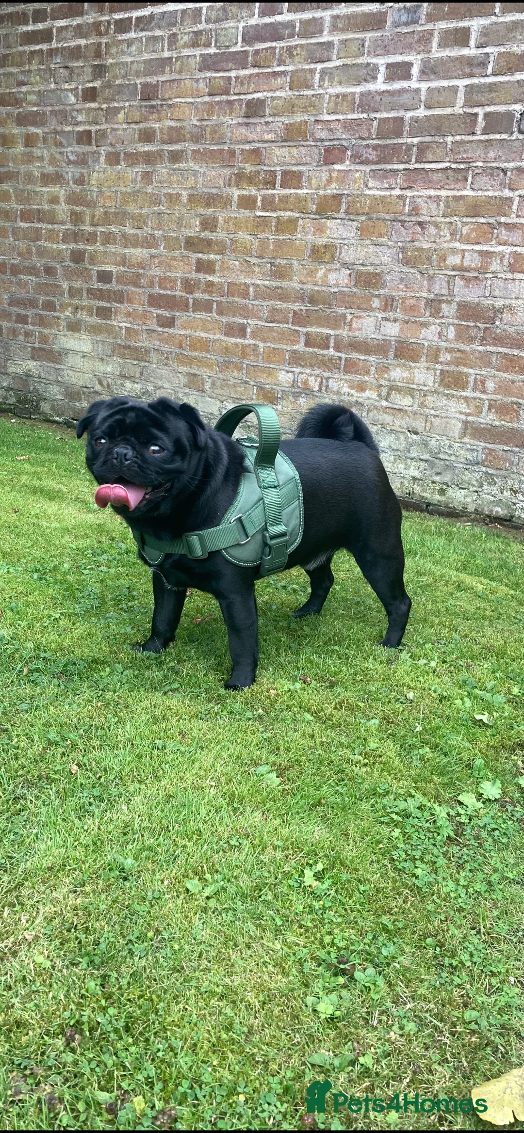 Pug dogs for stud: KC STUD  - Advert 6