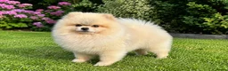 Pomeranian dogs for stud: Cream Sable Pomeranian Proven Stud - Mr Savile in Chesterfield - Advert 1