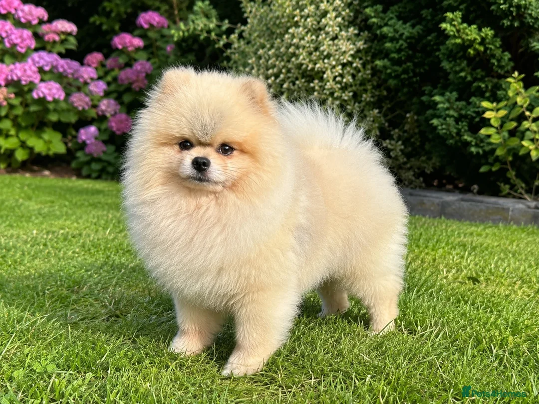 Pomeranian dogs for stud: Cream Sable Pomeranian Proven Stud - Mr Savile in Chesterfield - Advert 1