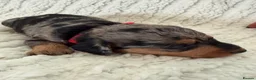 Doxiepoo dogs for sale: Miniature Doxiepoos  - Advert 15
