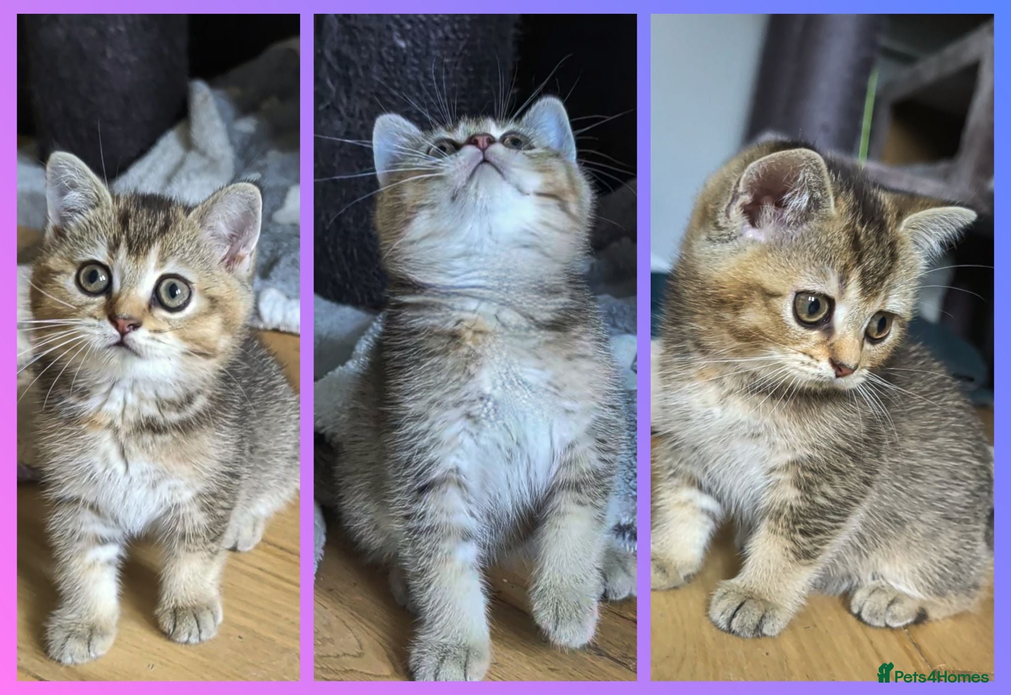 British Shorthair cats LAST GIRL 💖 BSH 🐾 Golden Chocolate  - Advert 2