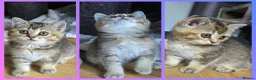 British Shorthair cats for sale: LAST GIRL 💖 BSH 🐾 Golden Chocolate  - Advert 2