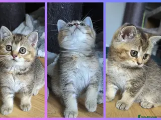 British Shorthair cats LAST GIRL 💖 BSH 🐾 Golden Chocolate - Advert 2