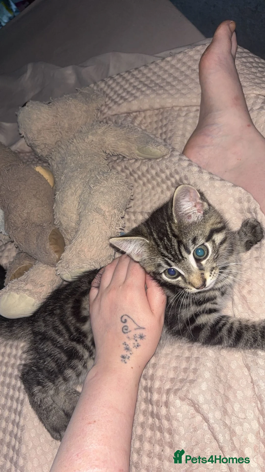 Aegean cats for sale: Boy kitten - Advert 2