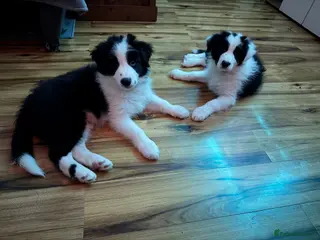 Border Collie dogs International champion show line, only one left - Advert 1