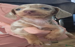 Miniature Dachshund dogs for sale: KC REGISTERED miniature DACHSHUND!!  - Image 6