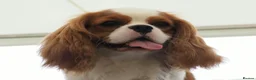Cavalier King Charles Spaniel dogs for sale: KC Health Tested Cavalier King Charles Spaniel Dog - Advert 3