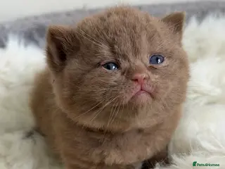 British Shorthair cats for sale: Cinnamon BSH kittens waiting list - Advert 2
