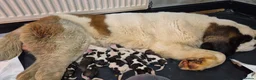 Saint Bernard dogs for sale: Last Male Saint Bernard Puppy READY TO LEAVE NOW - Advert 2