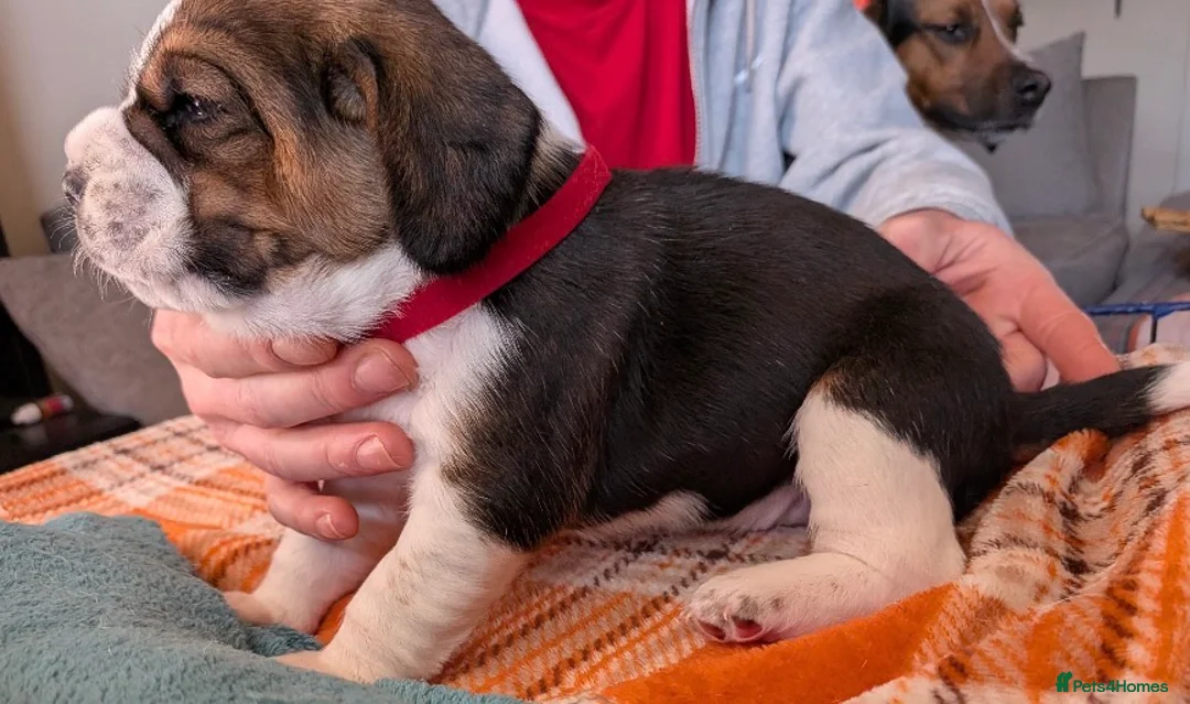 Beagle dogs for sale: 2 Femals Beagles Available  - Advert 9