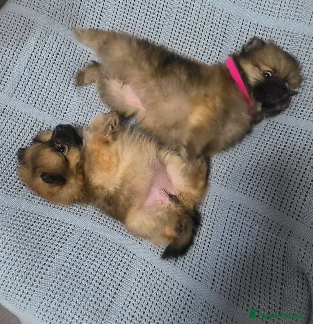 Pomeranian dogs for sale: Pomeranian  - Advert 1