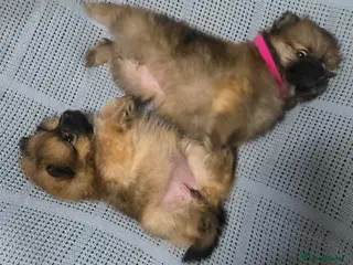 Pomeranian dogs Pomeranian - Advert 2