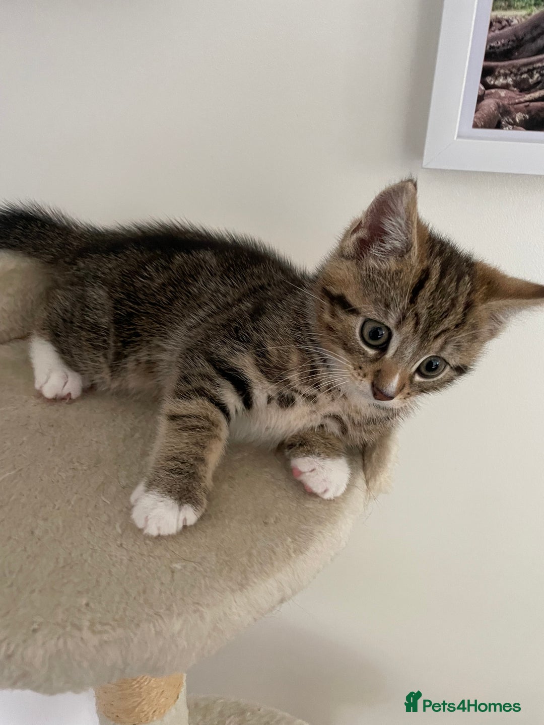 Mixed Breed cats for sale: Beautiful Tabby Baby Boy - Image 3