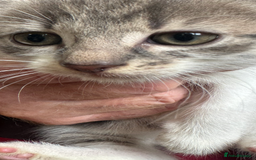 British Shorthair cats for sale: Beautiful kittens for sale  - Image 2