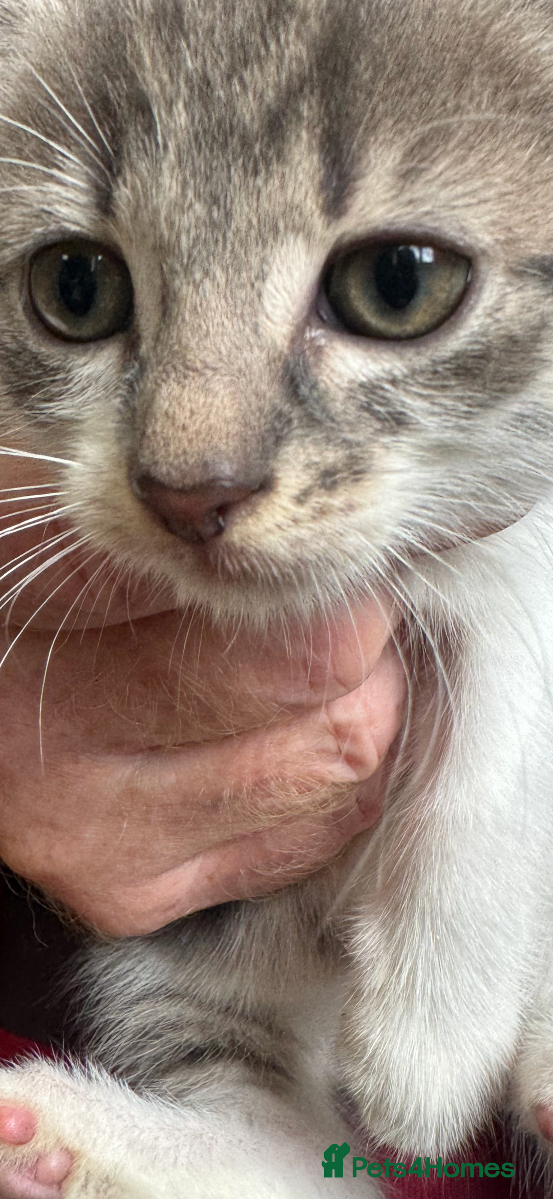 British Shorthair cats for sale: Beautiful kittens for sale  - Image 2