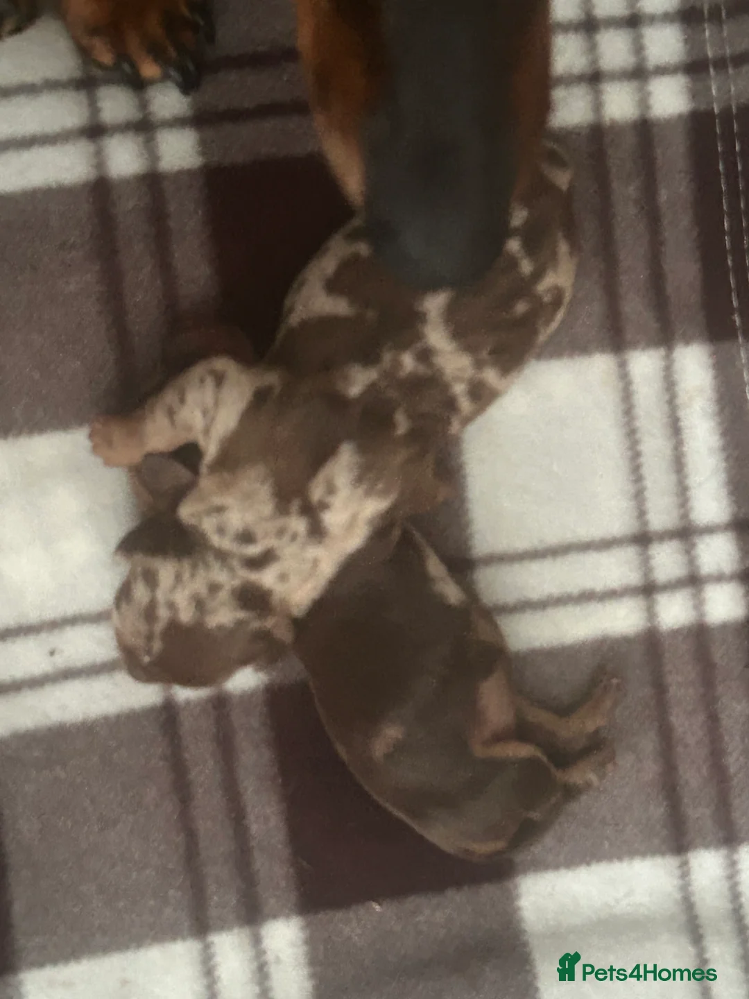 Miniature Dachshund dogs for sale: Two miniature dachshund  in Swansea - Advert 2