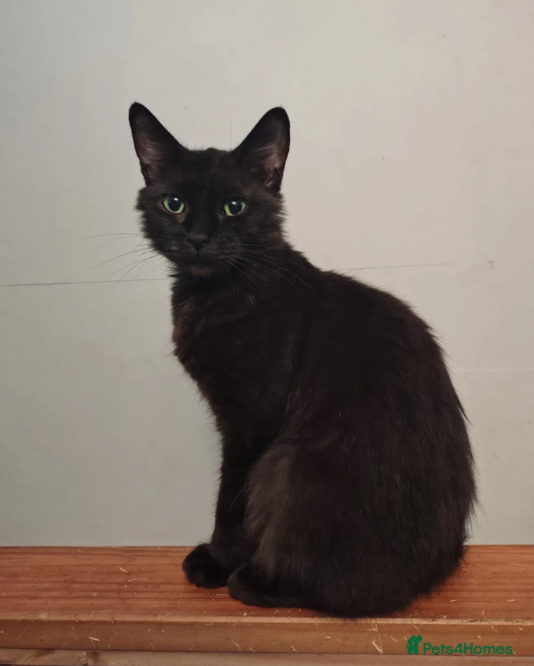 Mixed Breed cats for sale: Long haired grey kittens +black, black mum+greydad in Maidenhead - Advert 17