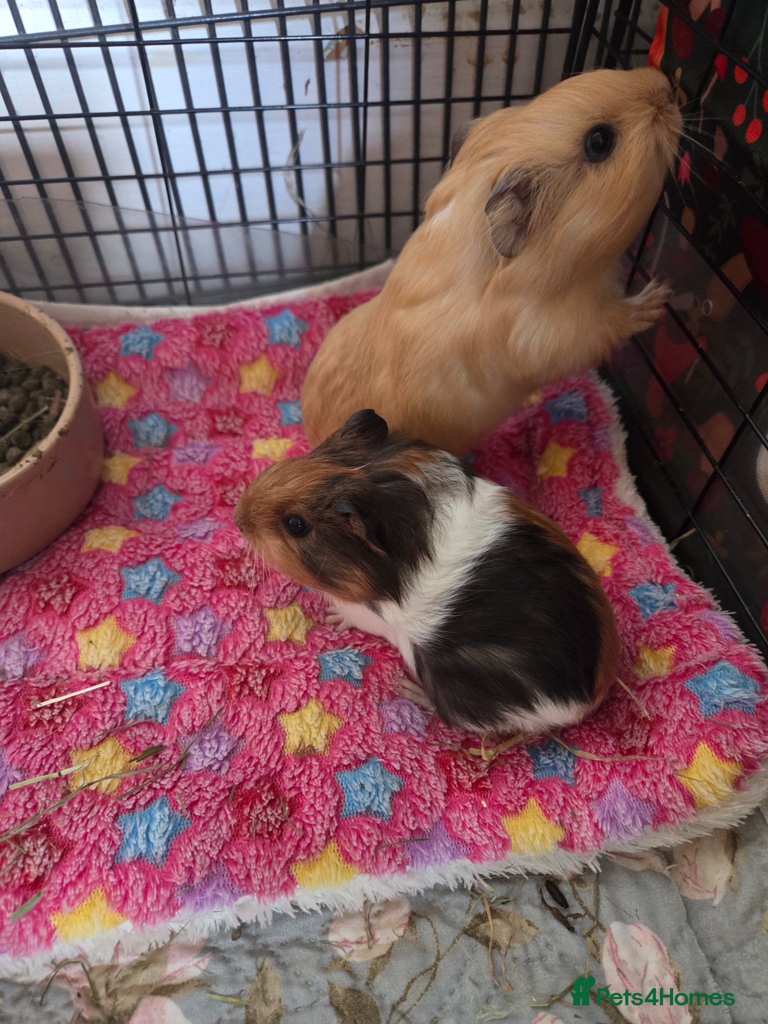Guinea Pig rodents X2 boys and 1 girl  - Advert 1