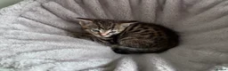 Mixed Breed cats for sale: 2 Kittens. - Advert 3
