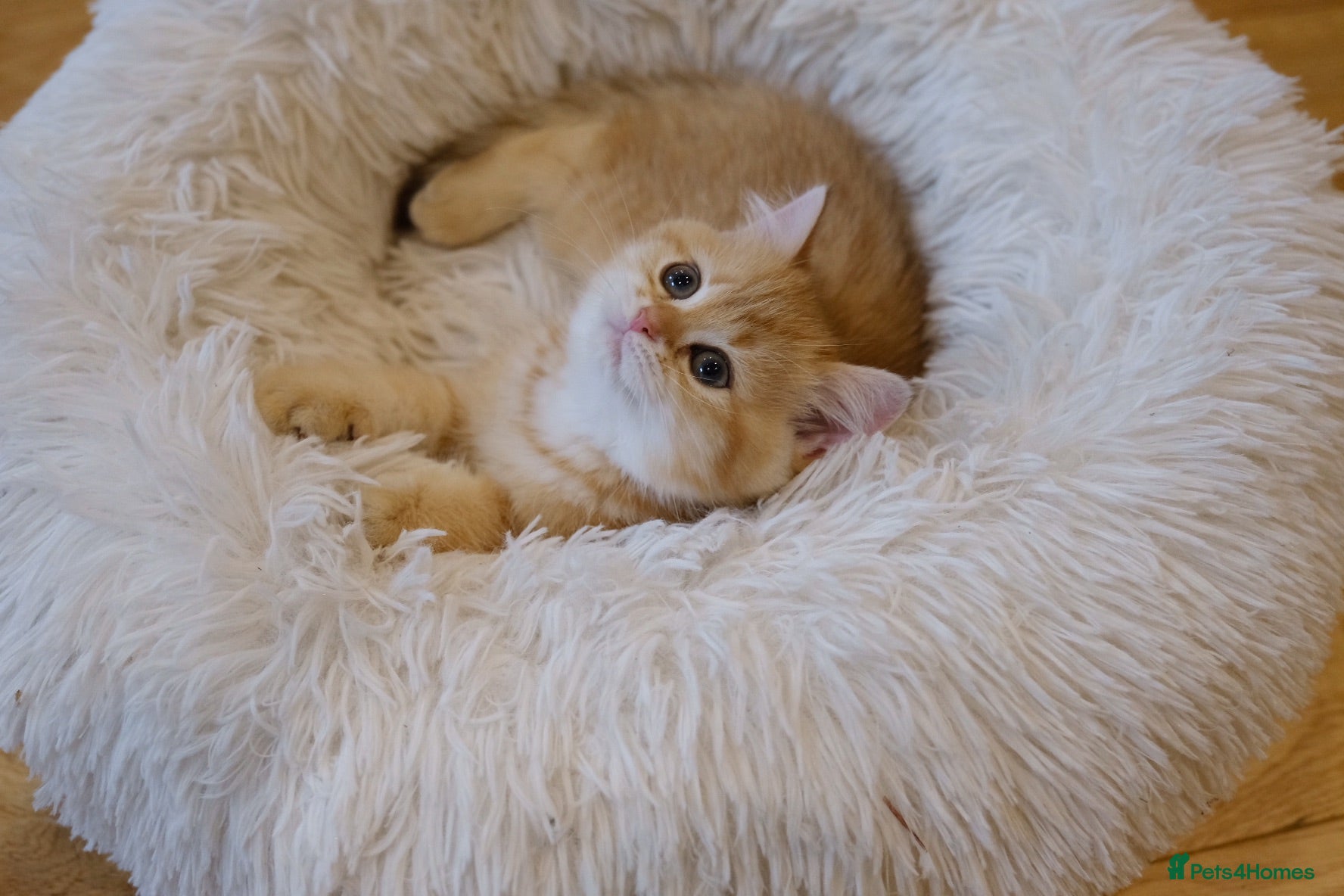 British Shorthair cats BSH Golden boys TICA Reg  - Advert 3
