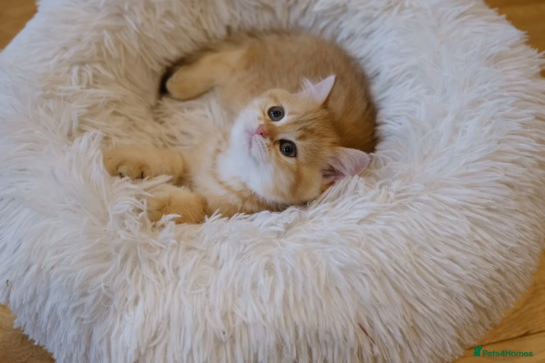 British Shorthair cats for sale: BSH Golden boys TICA Reg  - Advert 1