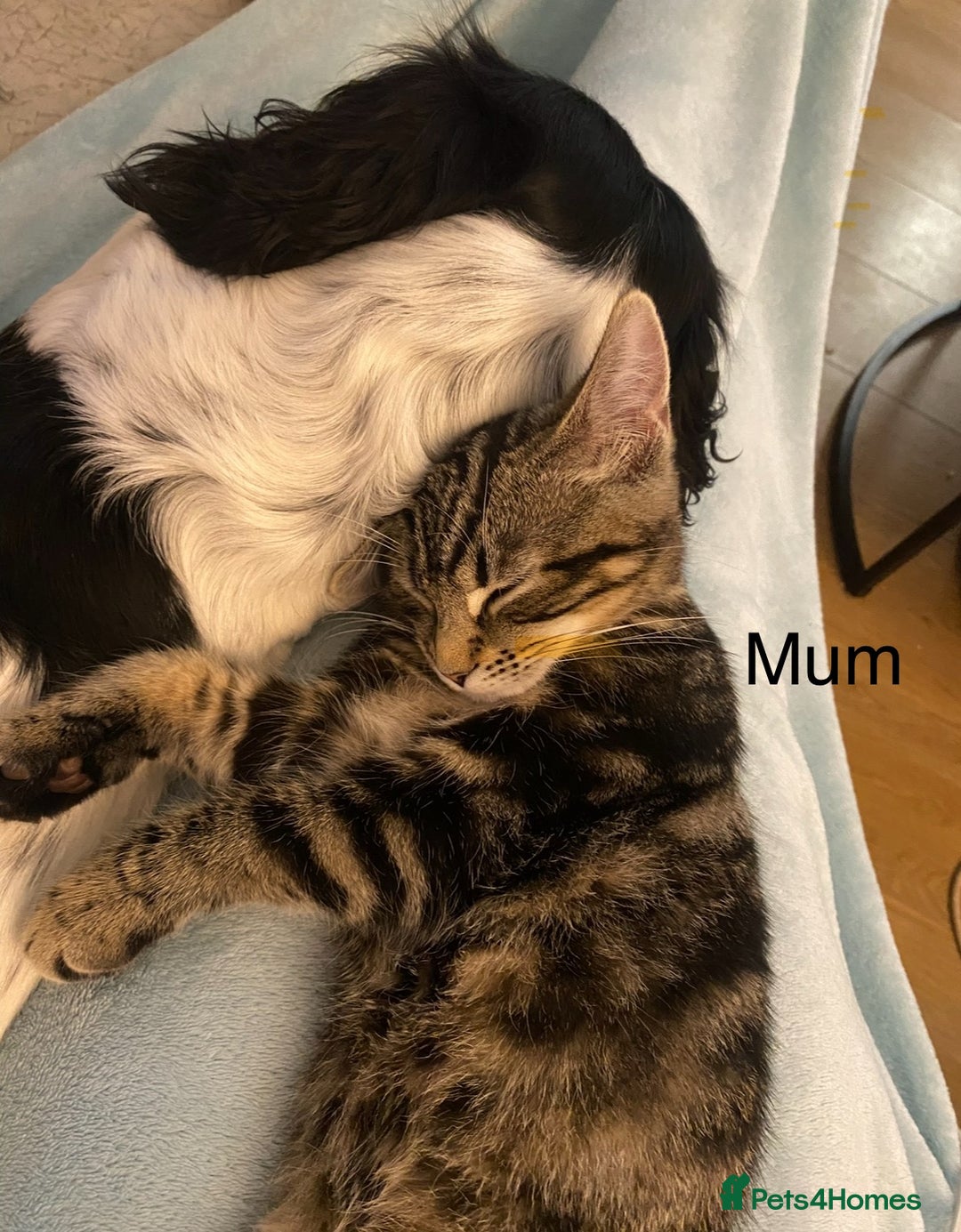 Bengal cats for sale: Bengal cross kittens one grey boy one brown girl - Image 32