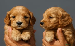 Cockapoo dogs for sale: Beautiful Cockapoos Merle-Tri-Colour-Champagne - Image 3