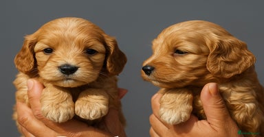 Cockapoo dogs - Advert 16