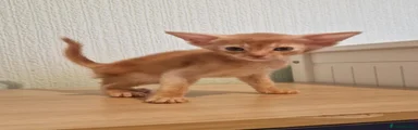Abyssinian 1
