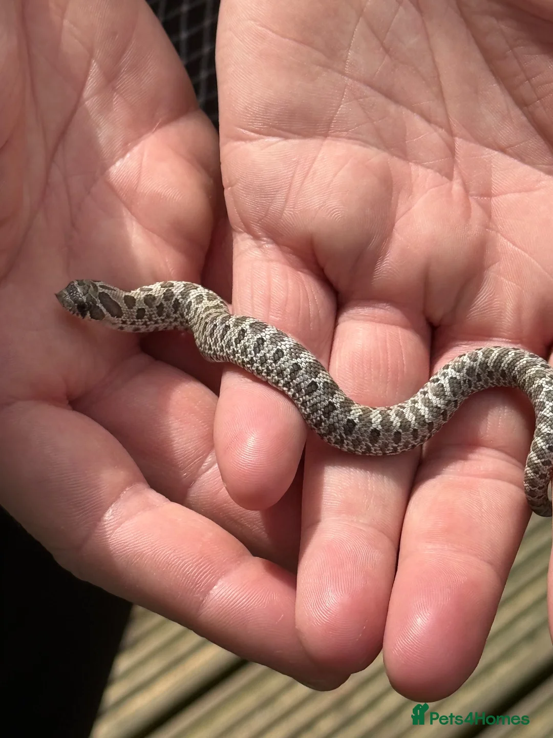 Snake reptiles for sale: Axanthic 66% Het Toffee Belly Male CB26 - Advert 1