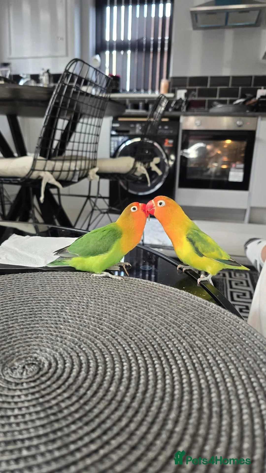 Lovebirds birds for sale: Love birds 🐦  in Luton - Advert 2