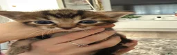 Mixed Breed cats for sale: Beautiful kittens of marble and striped colors - Advert 8