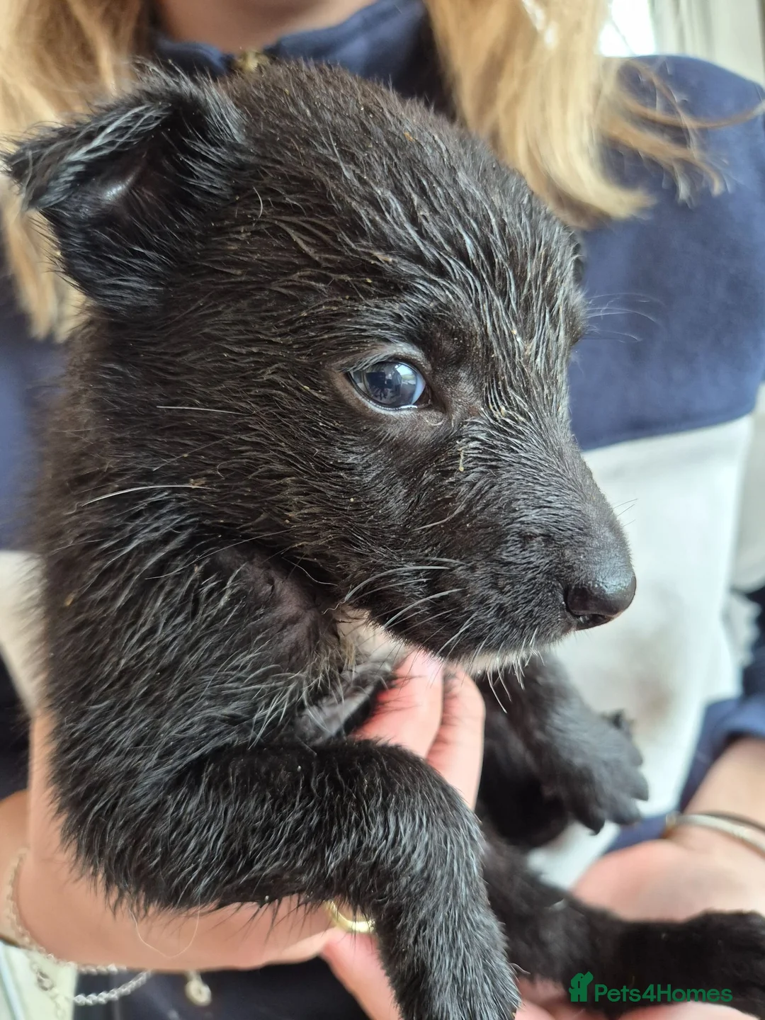 Mixed Breed dogs for sale: Kelpie cross collie puppies  - Advert 15