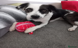 Mixed Breed dogs for adoption: Help us find Buddy a Home  - Image 2