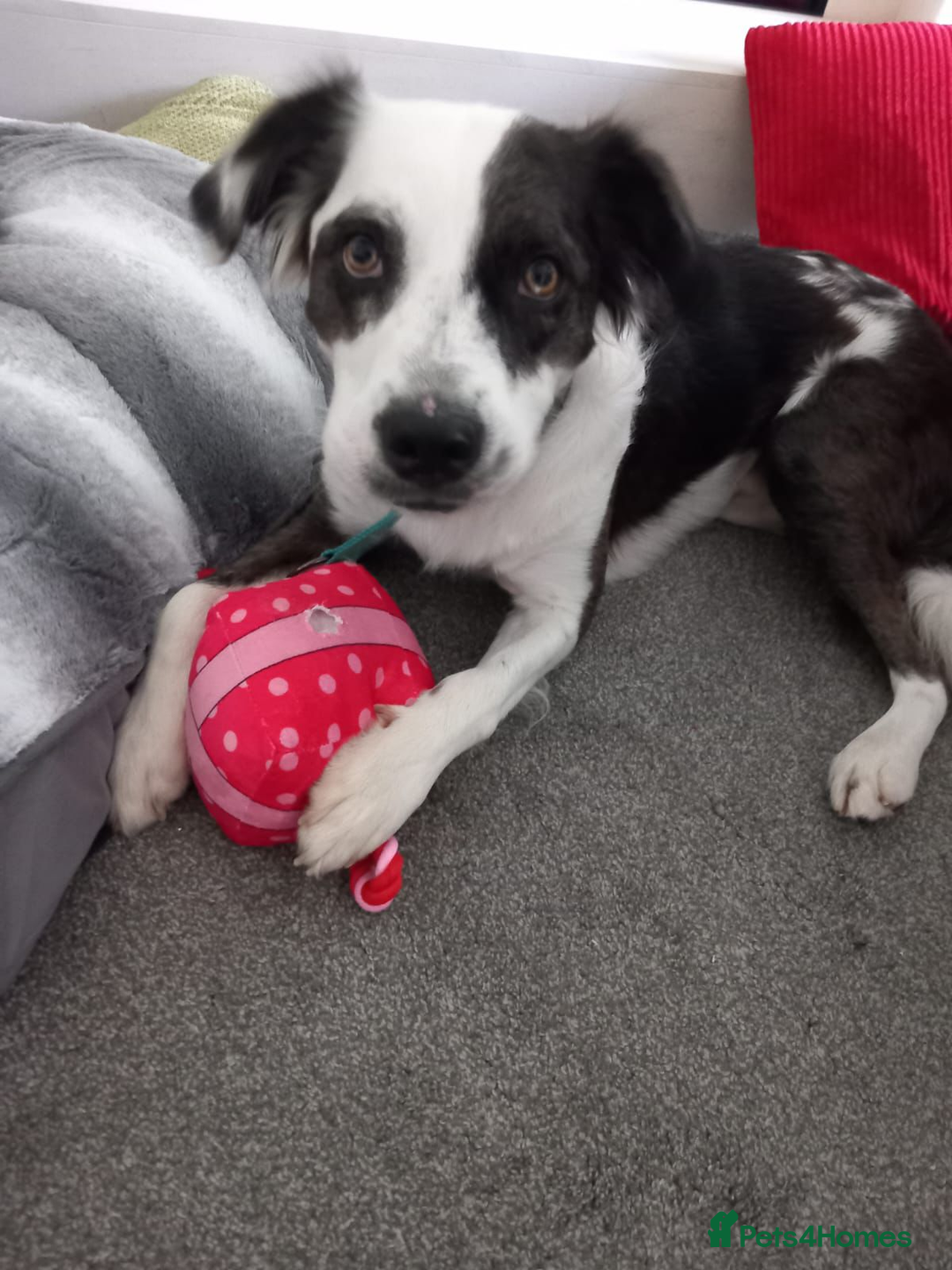 Mixed Breed dogs for adoption: Help us find Buddy a Home  - Image 2
