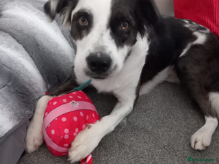 Mixed Breed dogs - Advert 1