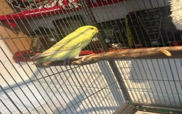 Budgerigars birds for sale: 2 lovely rainbow budgies for sale  - Image 5