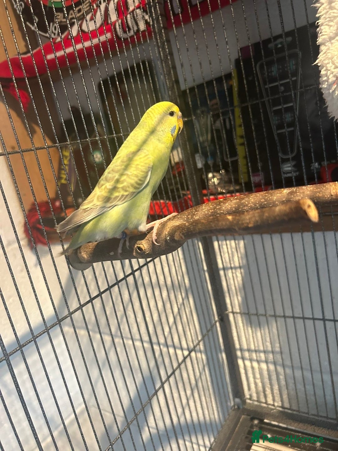 Budgerigars birds for sale: 2 lovely rainbow budgies for sale  - Image 5