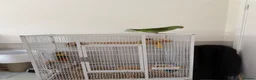 Parrots birds for sale: Alexandrine Parrot. Ring neck.  - Advert 6