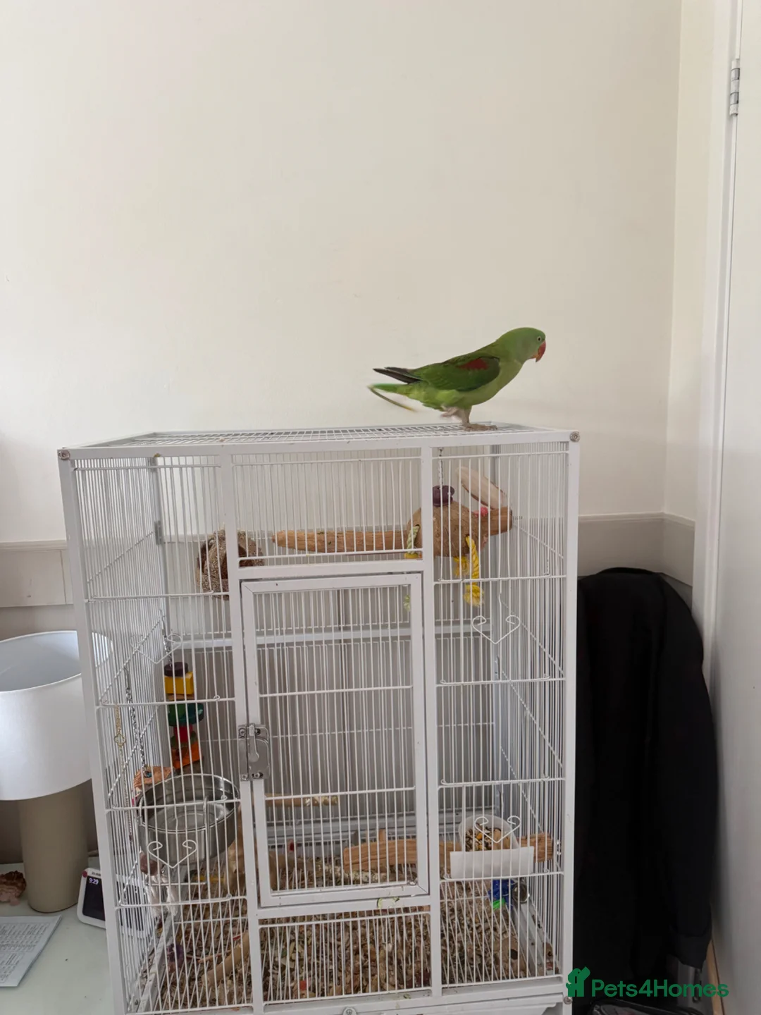 Parrots birds for sale: Alexandrine Parrot. Ring neck.  - Advert 6