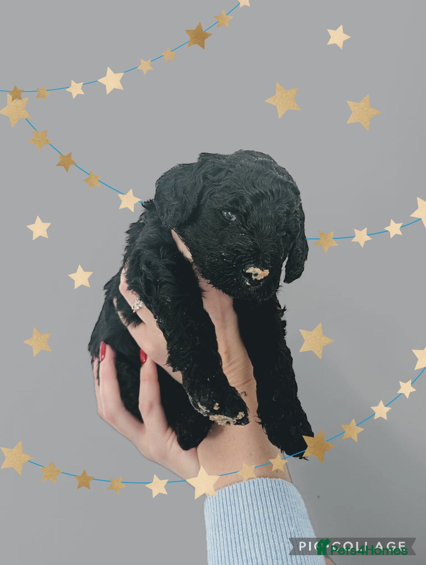 Standard Poodle dogs Parti KC Reg Standard Poodle Puppies - Advert 3