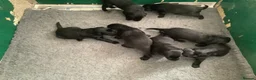 Flat coated Retriever dogs for sale: Working flat coated retrievers  - Advert 9