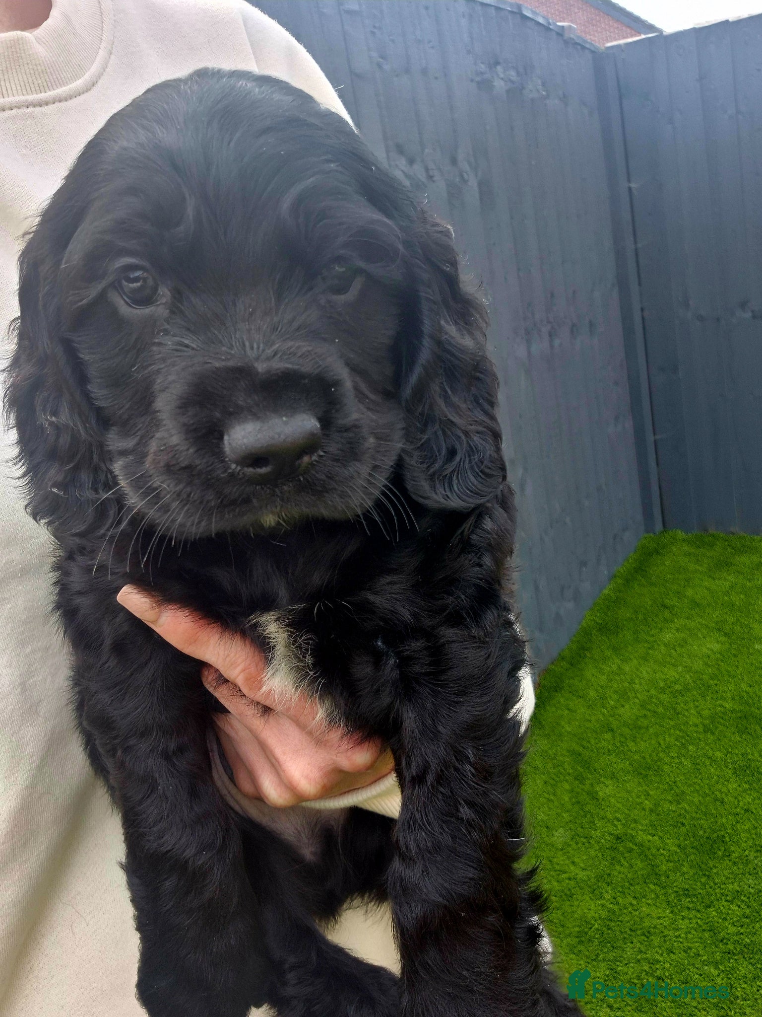 Cocker Spaniel dogs  Cocker Spaniel 3/4 show 1/4 worker  - Advert 5