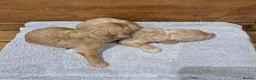 Goldendoodle dogs for sale: F1 Goldendoodle's - Advert 6