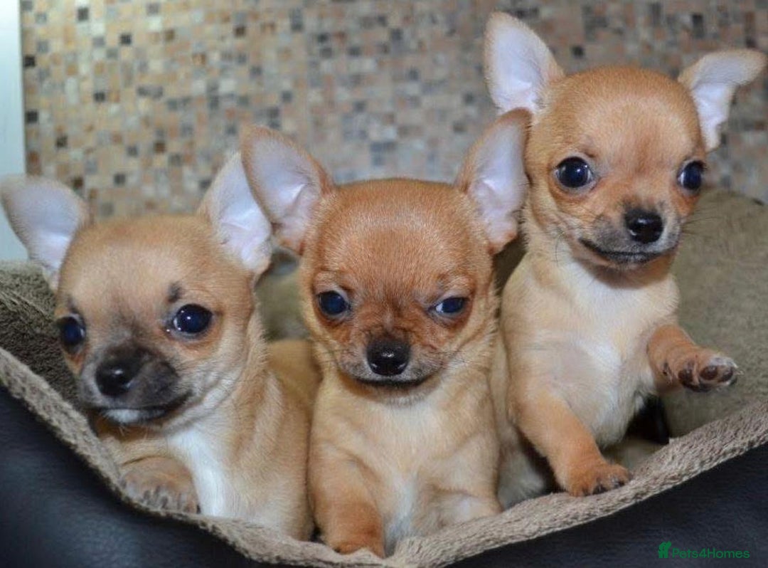 Chihuahua dogs for sale: Chihuahua puppies - Image 4