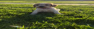 Cocker Spaniel 3