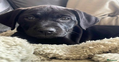 Mixed Breed dogs - Advert 1
