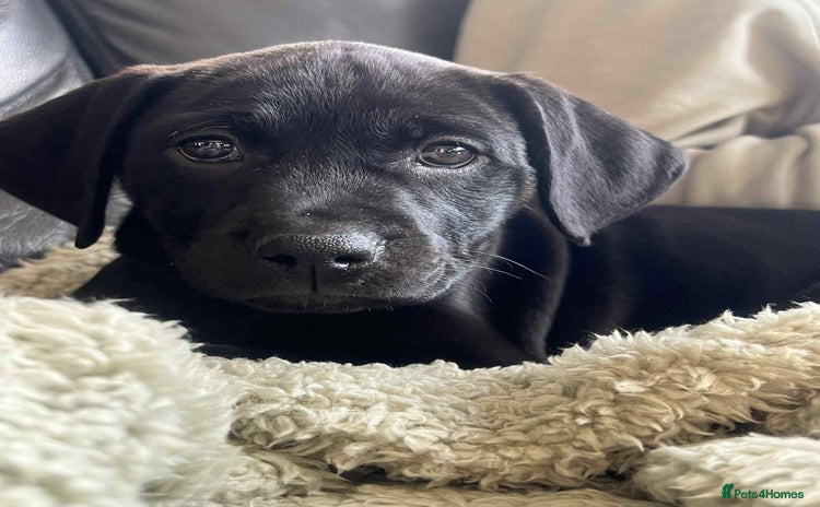Mixed Breed dogs - Advert 1